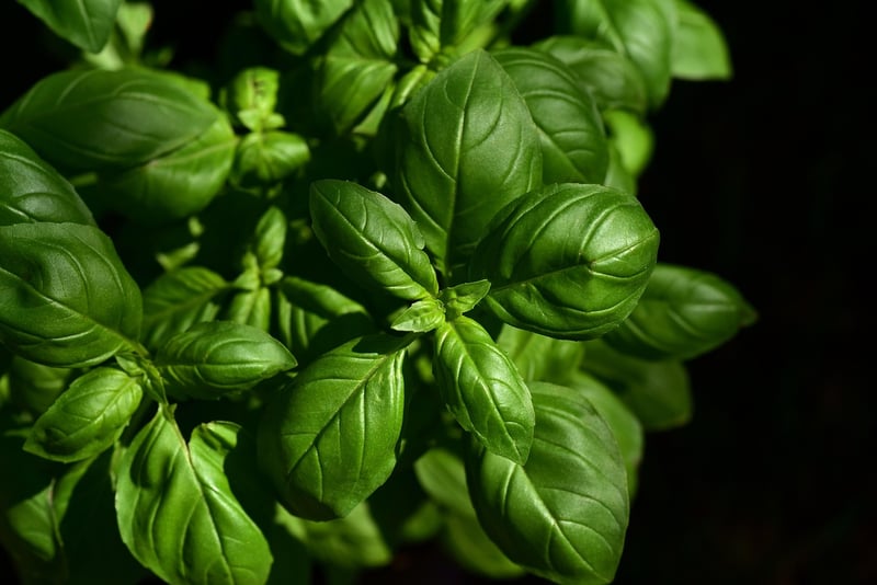 Herb garden creations