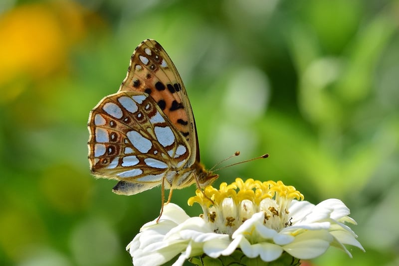 Garden Flowers