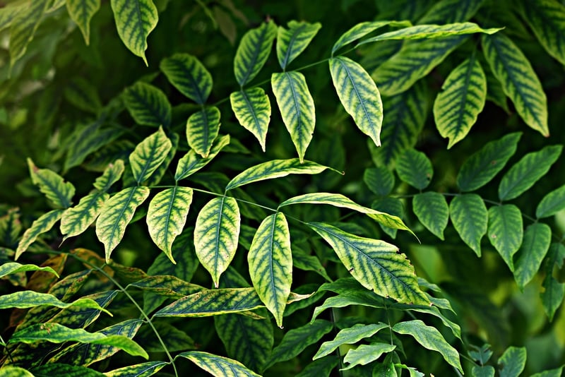 Vertical Garden Wall
