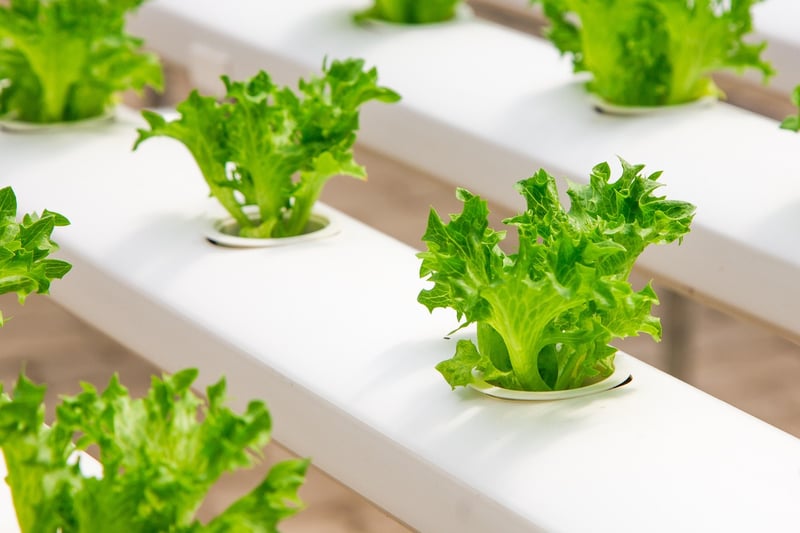 Vertical Hydroponic Systems