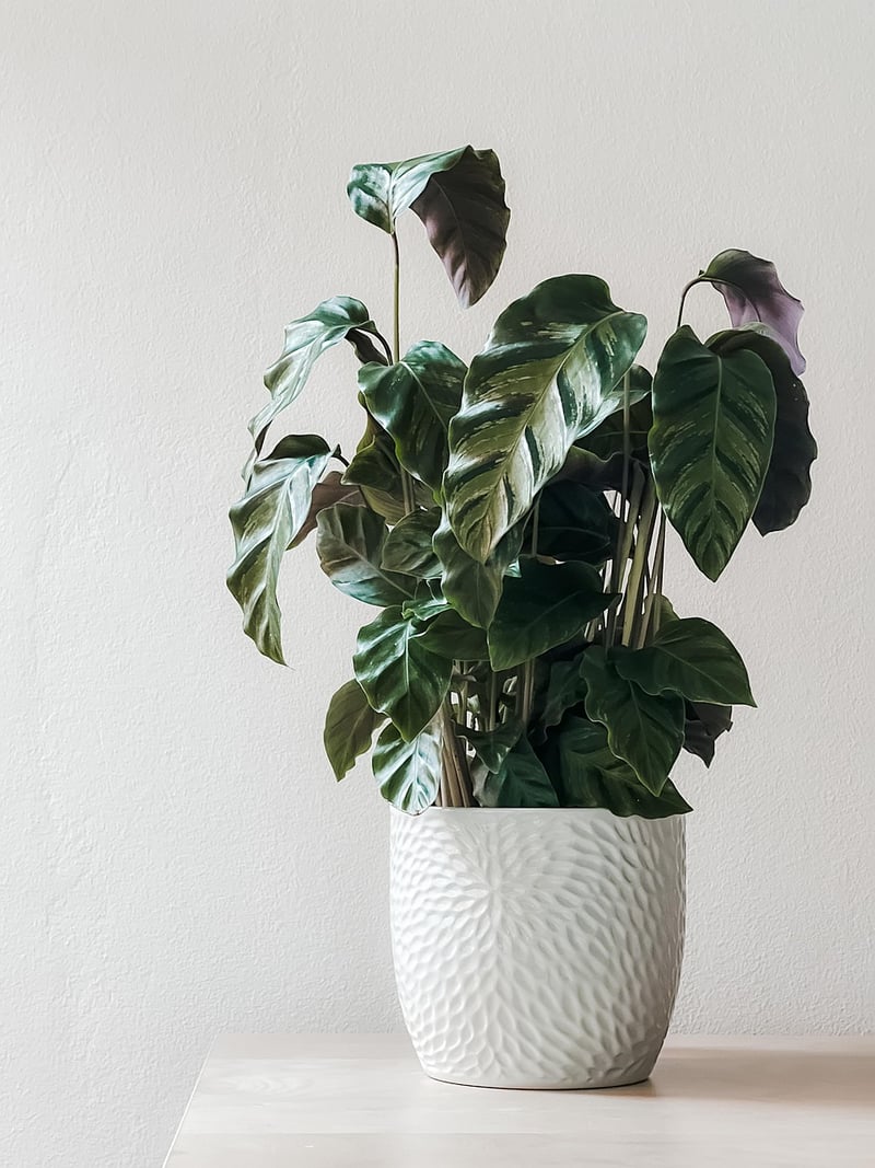 Upcycled Planters