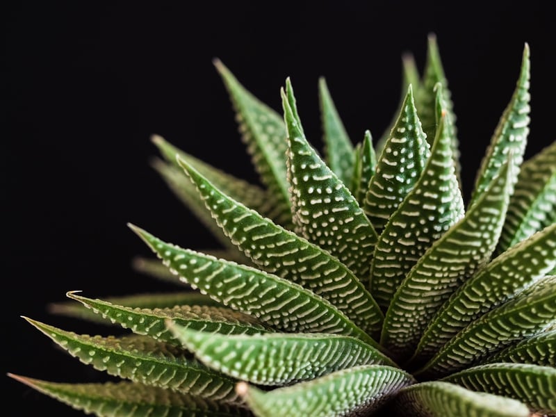 Succulent Terrarium