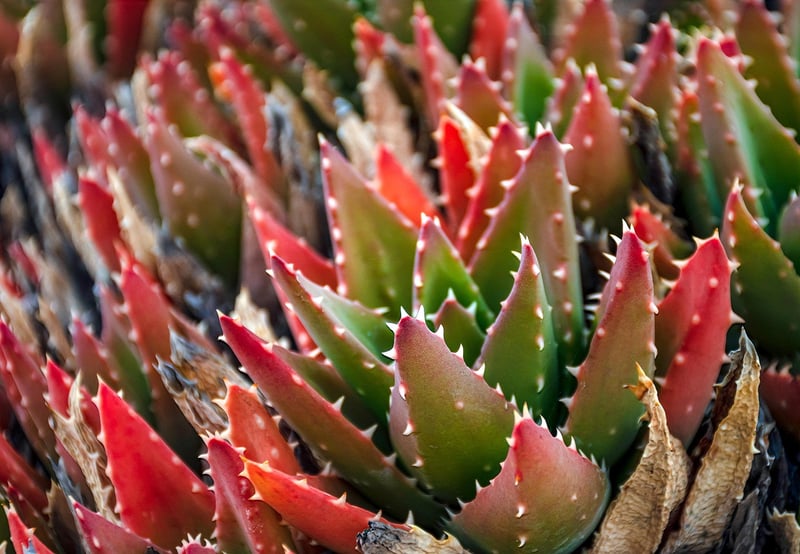 Succulents